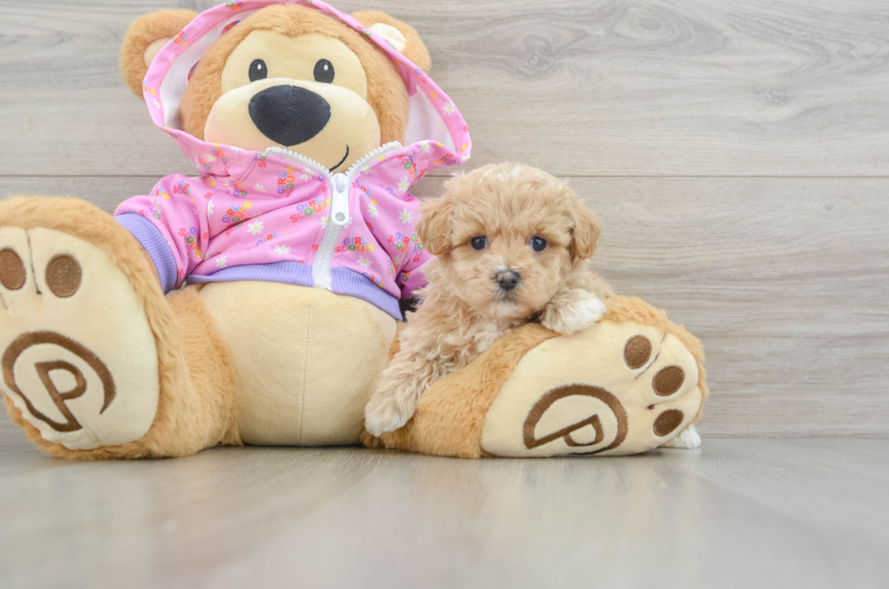 6 week old Maltipoo Puppy For Sale - Lone Star Pups