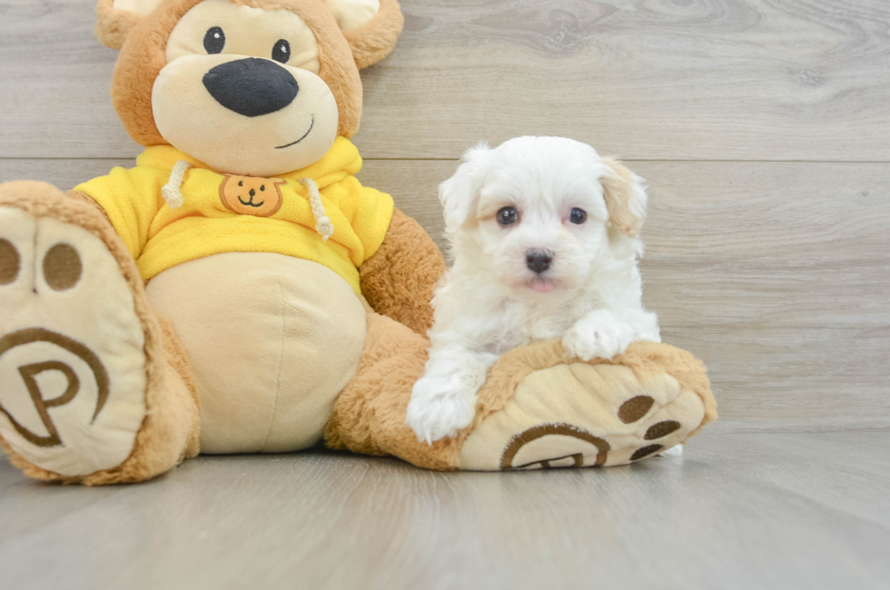 8 week old Maltipoo Puppy For Sale - Lone Star Pups