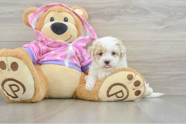 Hypoallergenic Maltidoodle Poodle Mix Puppy