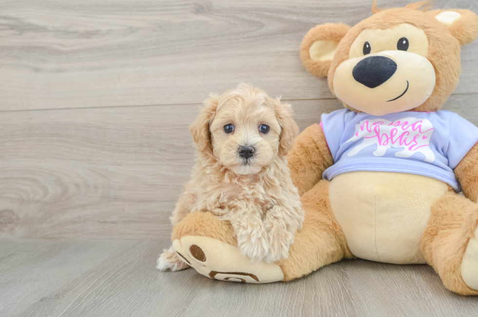6 week old Maltipoo Puppy For Sale - Lone Star Pups