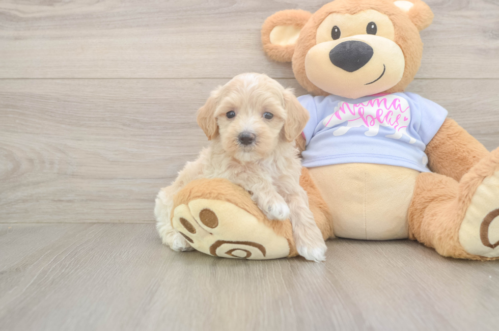 6 week old Maltipoo Puppy For Sale - Lone Star Pups
