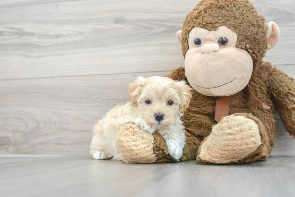 Maltipoo Pup Being Cute