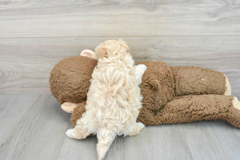 Maltipoo Puppy for Adoption