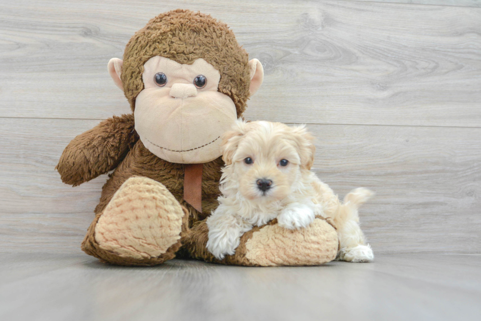 Maltipoo Puppy for Adoption