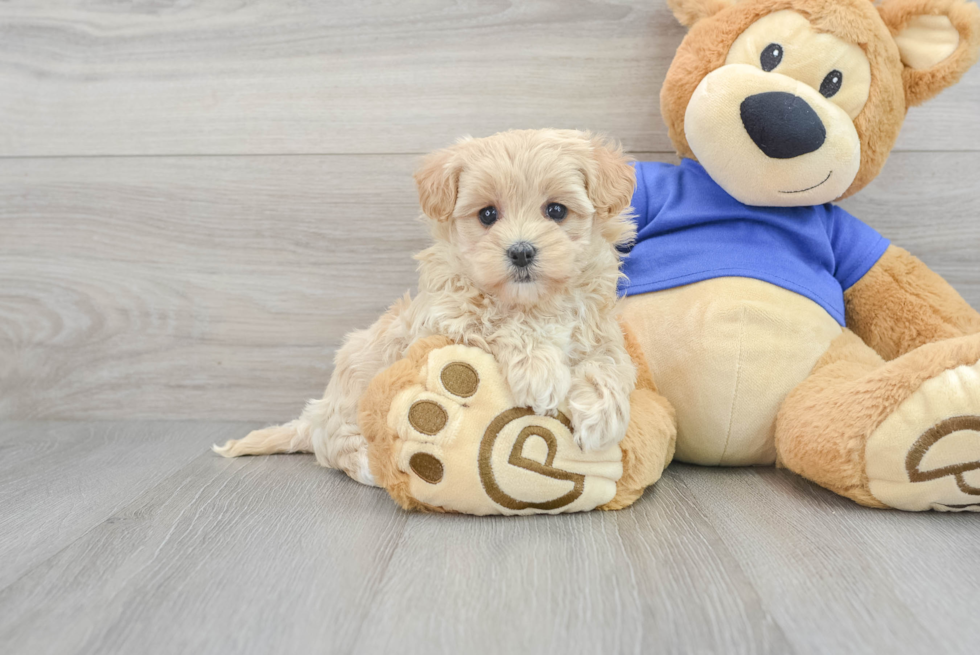 Maltipoo Puppy for Adoption