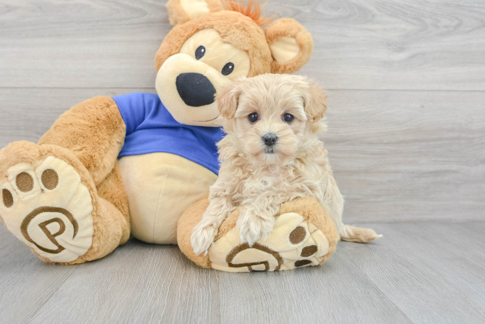 Happy Maltipoo Baby