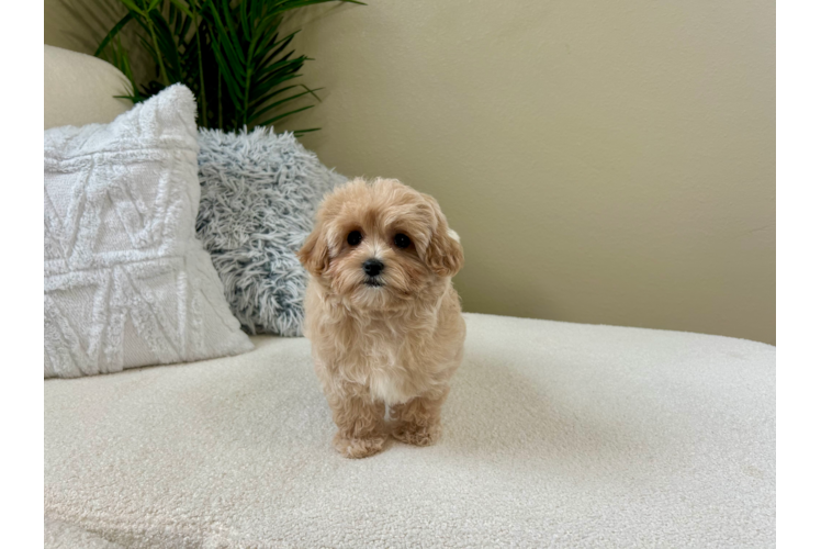 Maltipoo Pup Being Cute