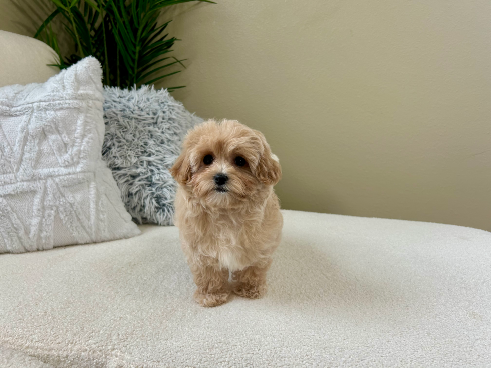 Maltipoo Pup Being Cute