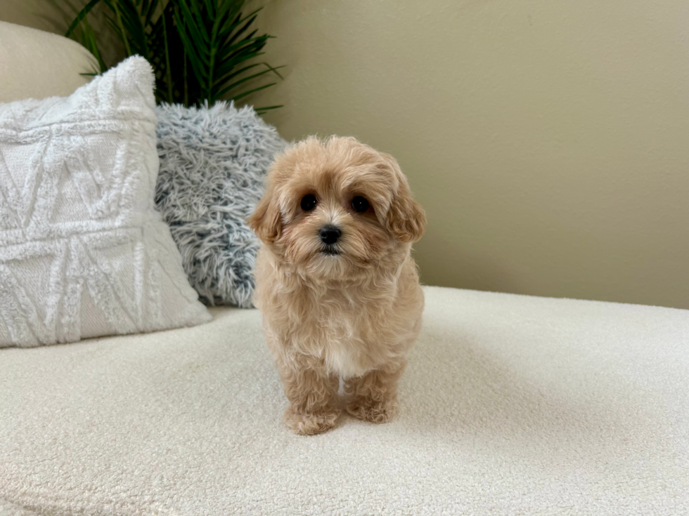 Cute Maltipoo Poodle Mix Pup