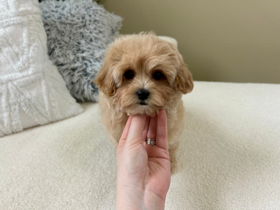 Maltipoo Puppy for Adoption