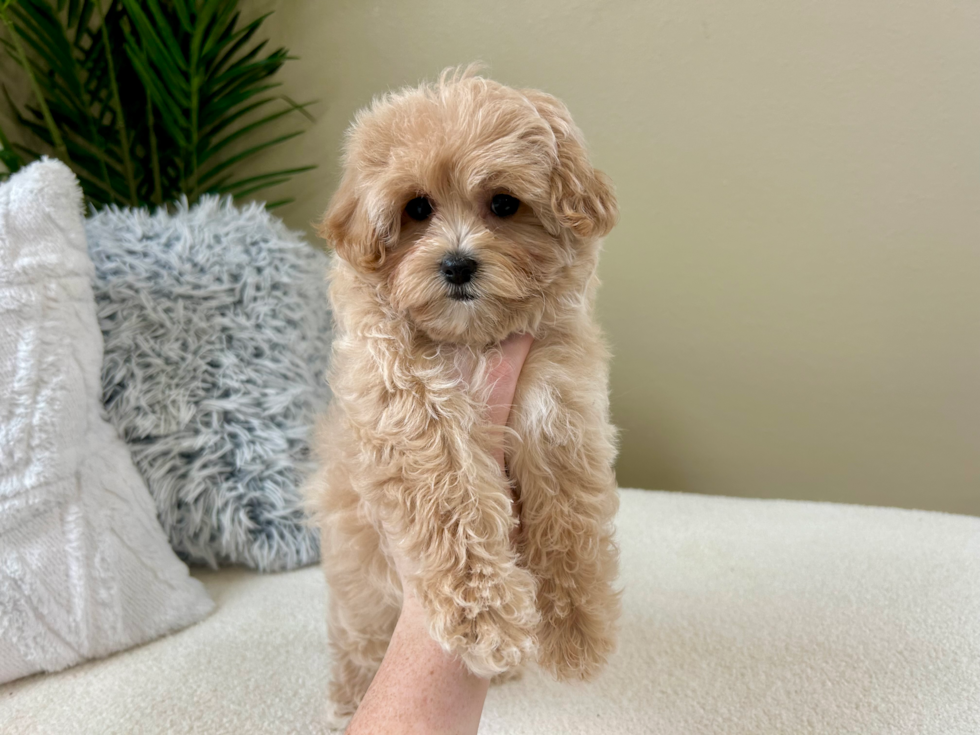 Cute Maltepoo Poodle Mix Puppy