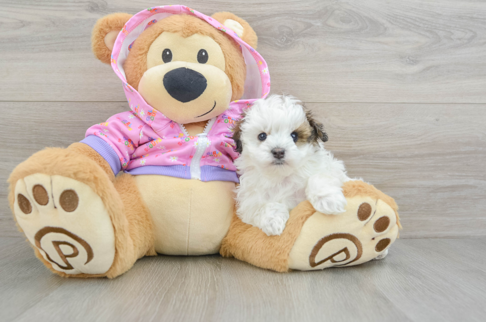 5 week old Maltipoo Puppy For Sale - Lone Star Pups