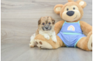 Maltipoo Pup Being Cute