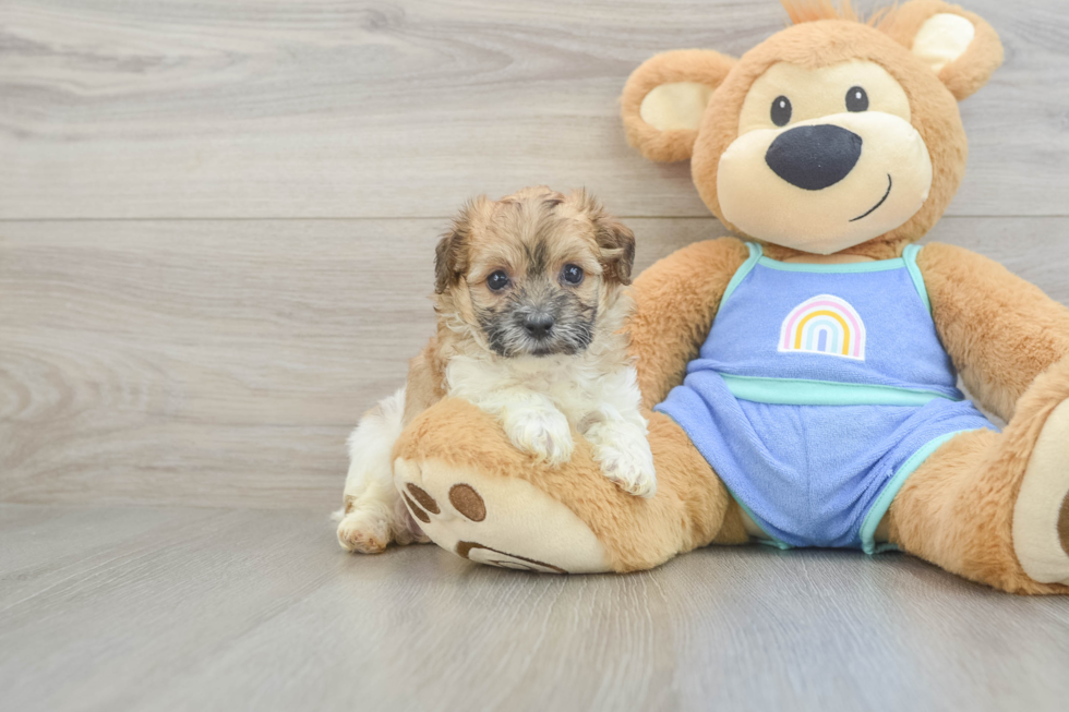 Maltipoo Pup Being Cute