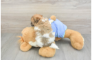Cute Maltipoo Baby