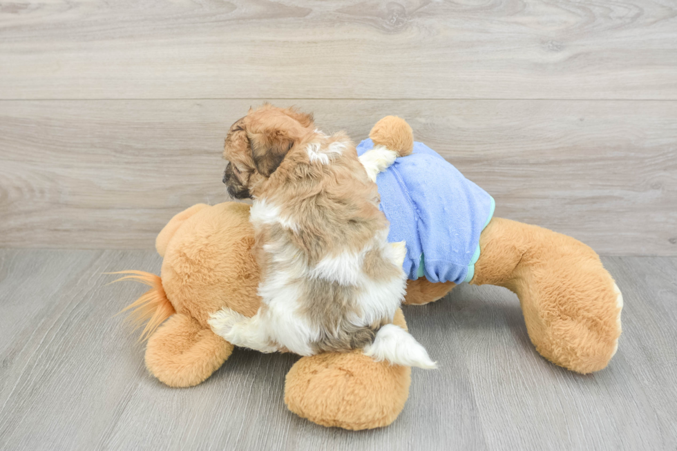 Cute Maltipoo Baby