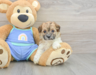 7 week old Maltipoo Puppy For Sale - Lone Star Pups