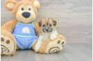 Sweet Maltipoo Baby