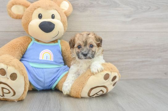 Sweet Maltipoo Baby