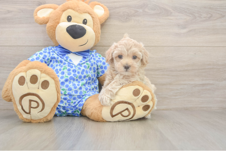 Maltipoo Pup Being Cute