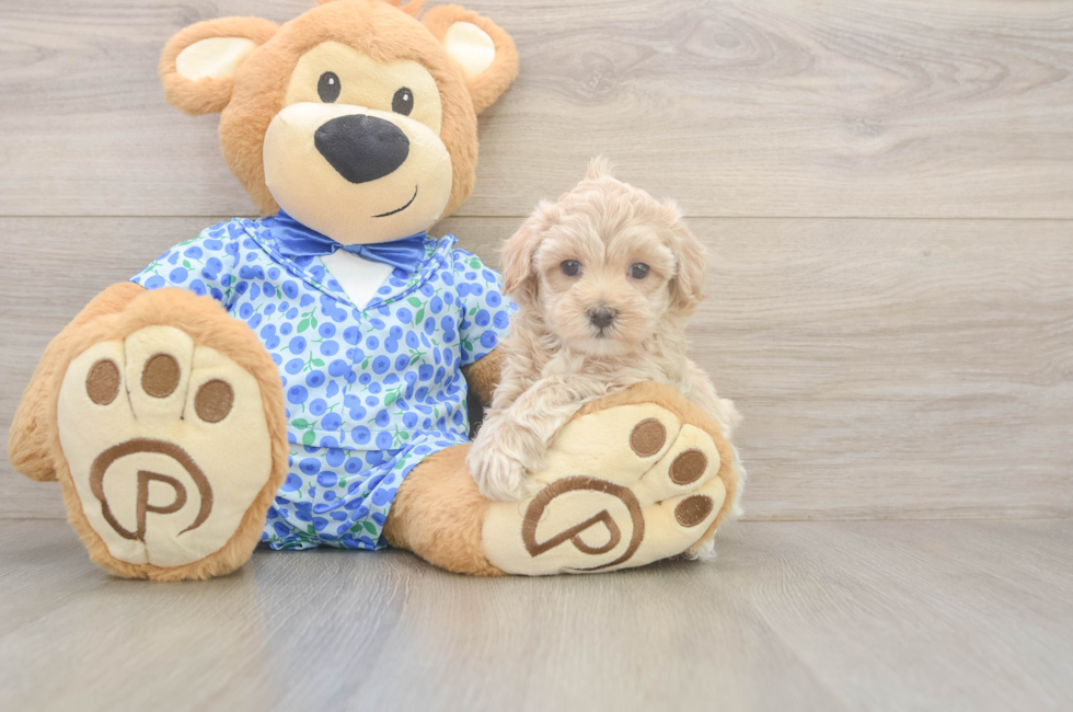 6 week old Maltipoo Puppy For Sale - Lone Star Pups