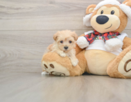 9 week old Maltipoo Puppy For Sale - Lone Star Pups