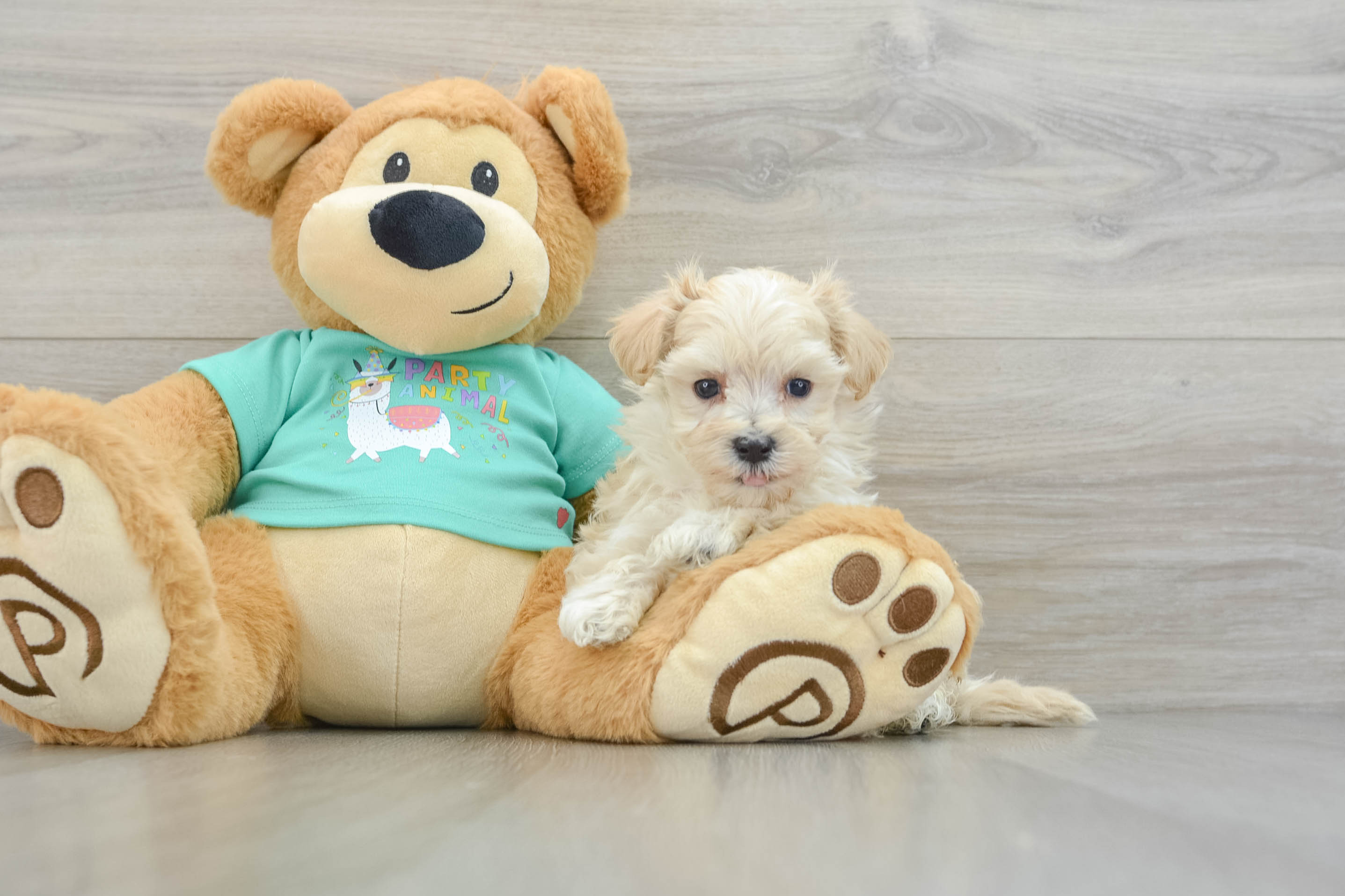 Toy Teacup Puppies For Sale Lone Star Pups