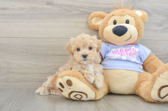 Cute Maltipoo Baby