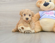 7 week old Maltipoo Puppy For Sale - Lone Star Pups