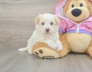 8 week old Maltipoo Puppy For Sale - Lone Star Pups