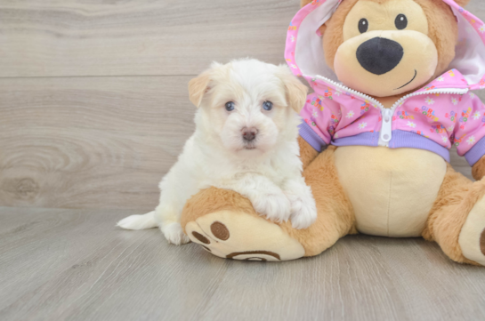 Maltipoo Puppy for Adoption