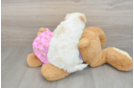 Maltipoo Puppy for Adoption