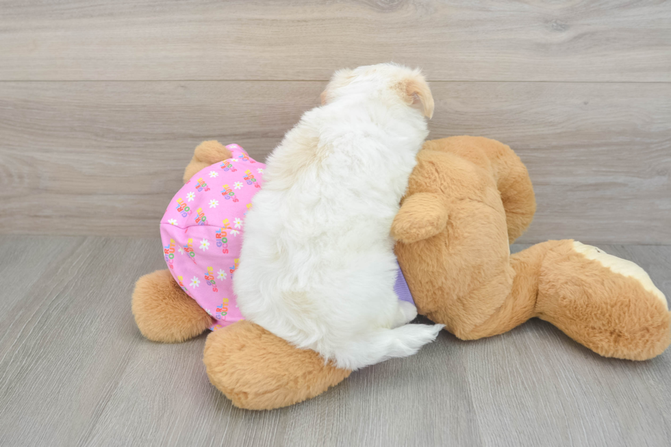 Maltipoo Puppy for Adoption