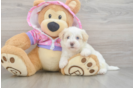 Maltipoo Puppy for Adoption