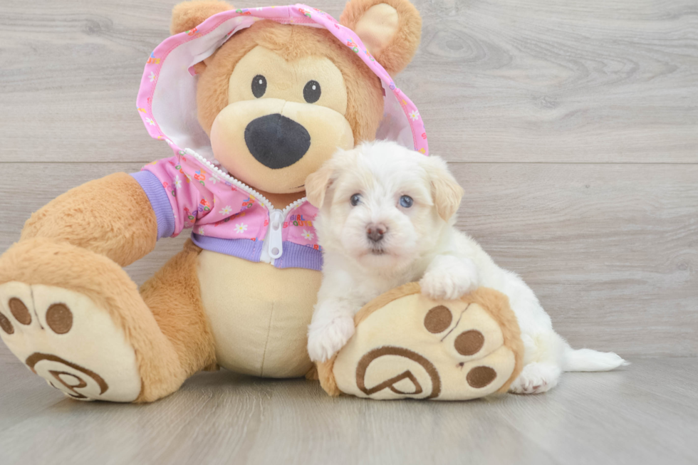 Maltipoo Puppy for Adoption