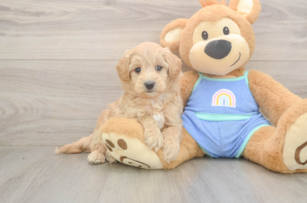 7 week old Maltipoo Puppy For Sale - Lone Star Pups