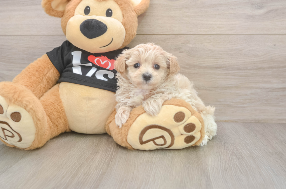 5 week old Maltipoo Puppy For Sale - Lone Star Pups