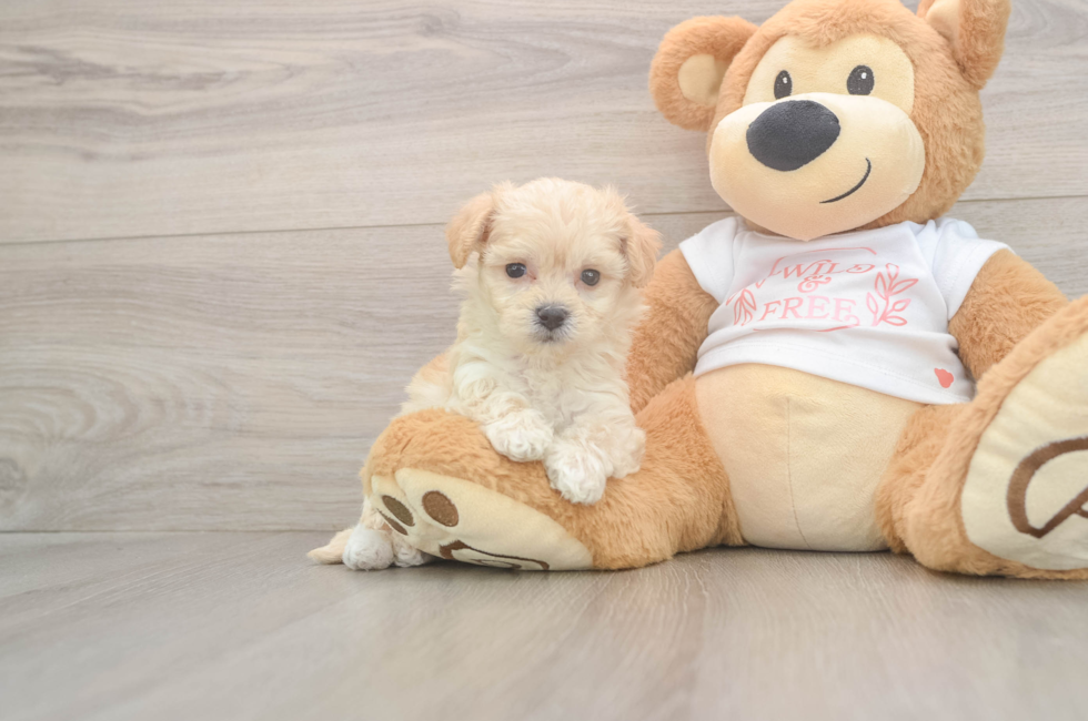 5 week old Maltipoo Puppy For Sale - Lone Star Pups