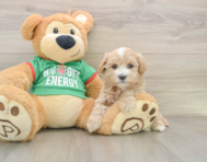6 week old Maltipoo Puppy For Sale - Lone Star Pups