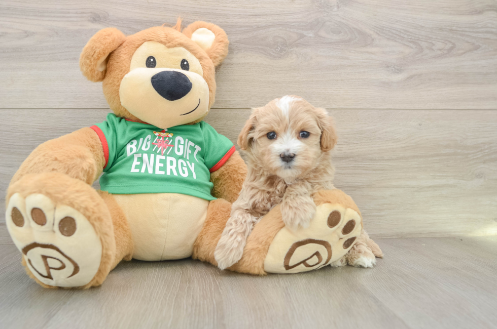 5 week old Maltipoo Puppy For Sale - Lone Star Pups