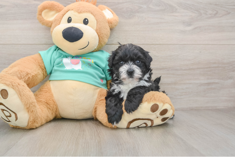 Maltipoo Puppy for Adoption