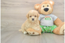 Maltipoo Puppy for Adoption