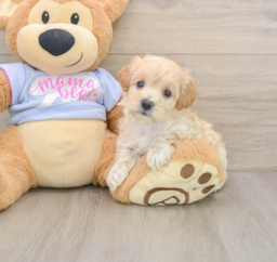 8 week old Maltipoo Puppy For Sale - Lone Star Pups