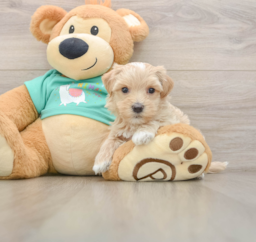 7 week old Maltipoo Puppy For Sale - Lone Star Pups