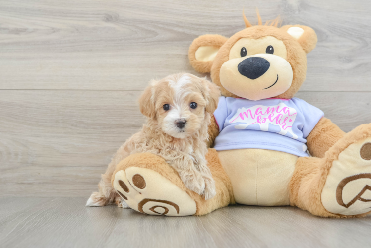 Maltipoo Puppy for Adoption