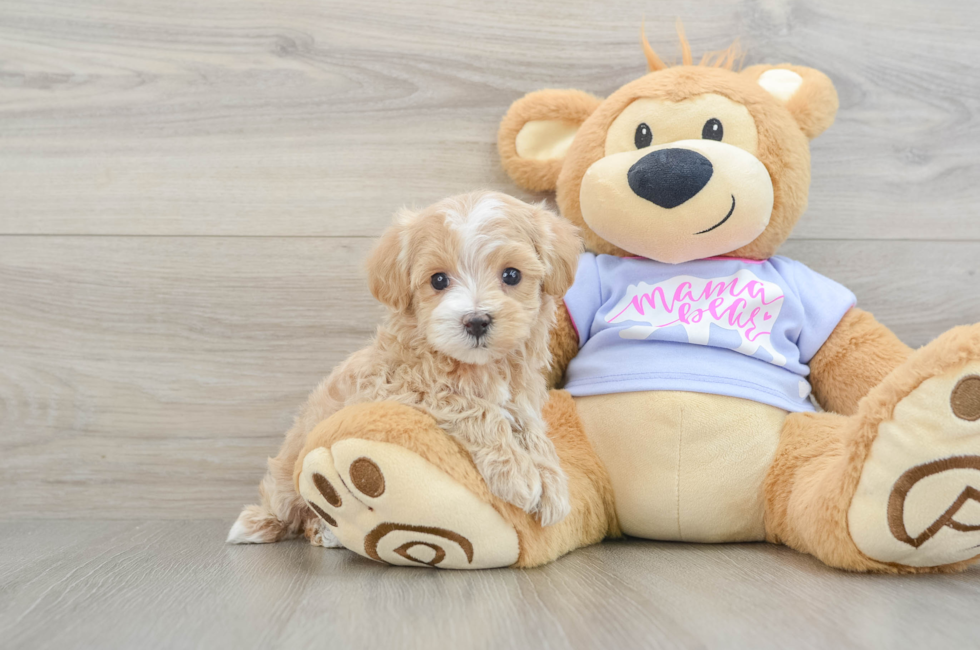 5 week old Maltipoo Puppy For Sale - Lone Star Pups