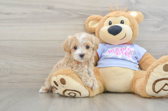Maltipoo Puppy for Adoption