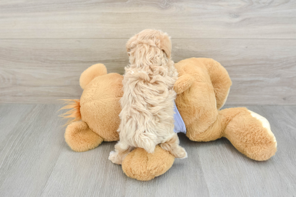Maltipoo Pup Being Cute