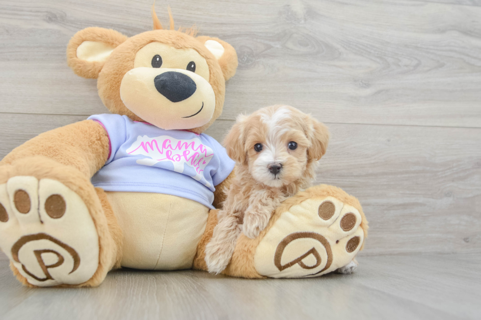 Friendly Maltipoo Baby