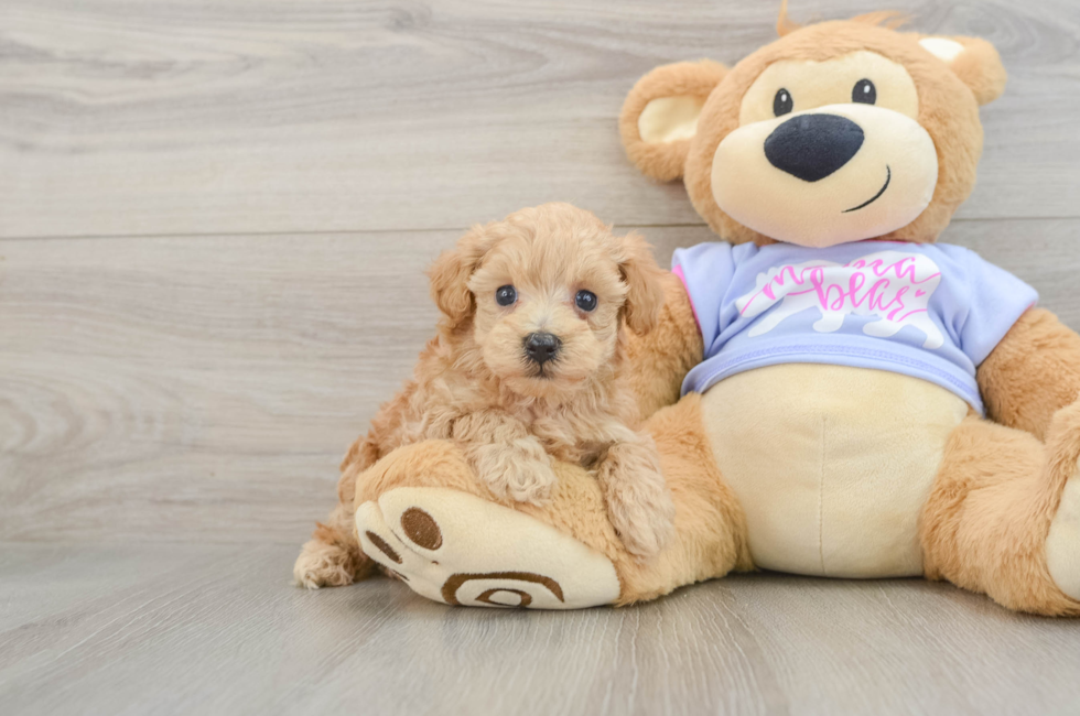 6 week old Maltipoo Puppy For Sale - Lone Star Pups